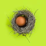 Egg in a nest