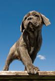 puppy  purebred italian mastiff
