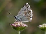 Butterfly (Lysandra Coridon)