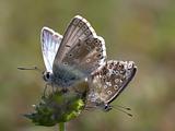 Butterfly (Lysandra coridon)