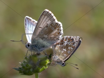 Butterfly (Lysandra coridon)