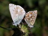 Butterfly (Lyssandra Coridon)