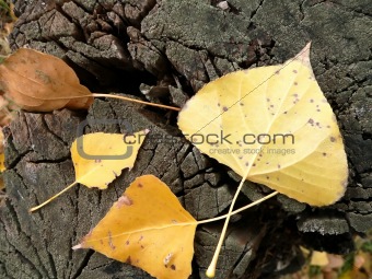 Yellow leaves 2