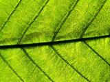 light-green leaf