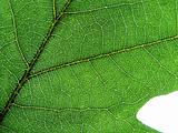 Green oaks leaf