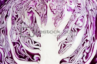 Red cabbage contour