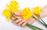 Daffodils and woman hand