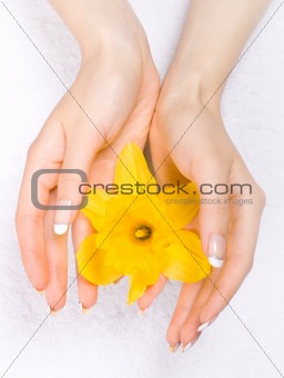 Daffodils in the hands