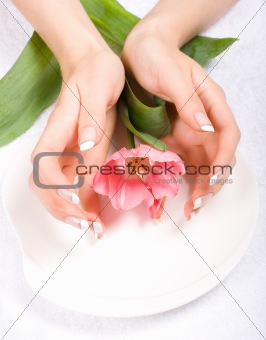 Tulip on a plate
