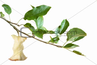 apple core on a branch