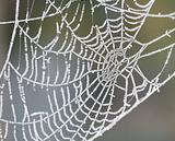 icy spider web
