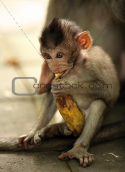 Child of monkeys