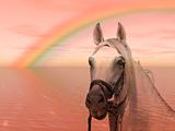Horse in the rainbow