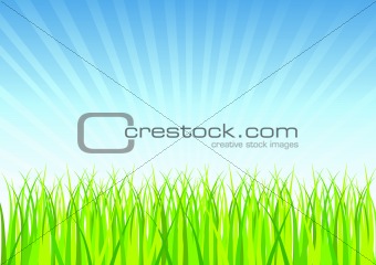 Fresh Spring Grass Vector