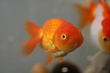 Lion head goldfish