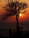 Sunset and tree