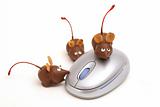 shot of a chocolate mice on a mouse