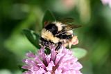 Bumblebee on red clover