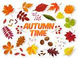 Color autumn leaves on white background. Fall leaf set. Vector illustration EPS10