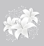 Vector White lilies