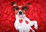 dog love rose valentines