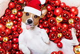 christmas santa claus dog and xmas balls as background