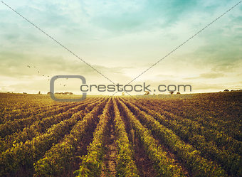 Vineyard in autumn