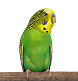 Close-up of Perched Budgie with beak open on white background