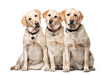 group of Labrador Retriever dogs sitting isolated on white
