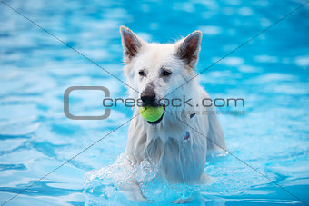 White Shepherd dog, fetching tennis ball in swimming pool