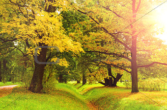 colorful autumn park