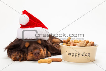 Spaniel Puppy Dog in Christmas Hat by Bowl of Biscuits