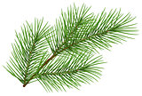 Green fluffy pine branch symbol of new year. Isolated on white background