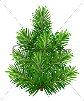 Green young Christmas tree isolated on white background