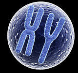 X and Y chromosomes in cell