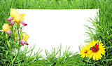 Green grass, flower, butterfly and sheet of white paper