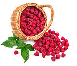 Fresh berries raspberry in wicker basket strewed