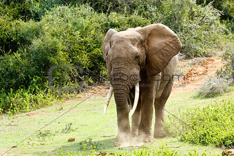 Big African Bush Elephant with huge trunks.