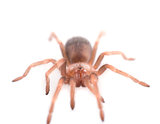 Brachypelma vagans spider Isolated