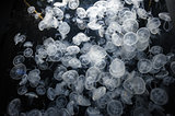 Many Transparent jellyfishes