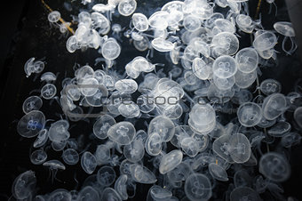 Many Transparent jellyfishes