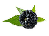 Blackberry with leaves.