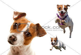 Cute and Energetic Jack Russell Terrier Dog Set