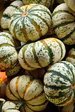 Small pumpkins at Halloween market in USA.
