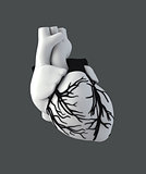 Illustraton Anatomy of Human Heart - Isolated on gray