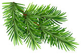 Green fluffy pine branch. Isolated on white background