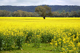 Tree in midst of blooming golden Canola
