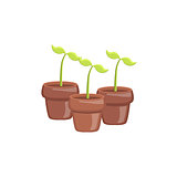 Set Of Three Sprouts In Pots