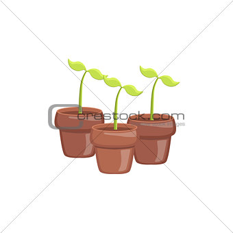 Set Of Three Sprouts In Pots
