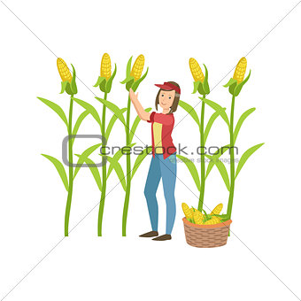 Woman Collecting Ripe Corn